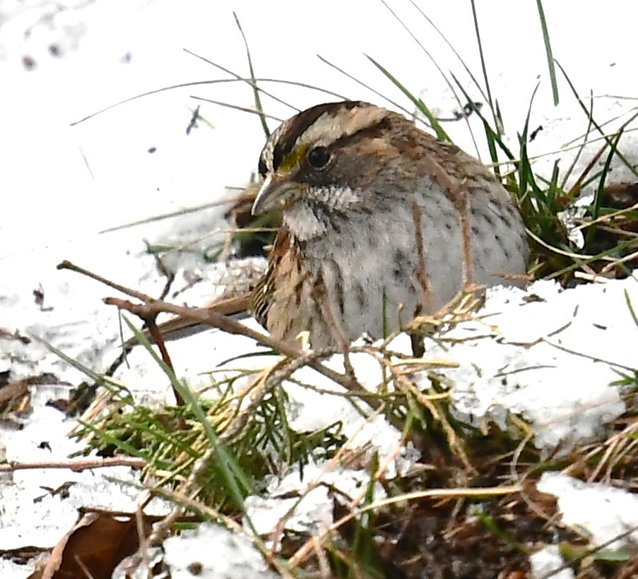 White-throated Sparrow - ML613702488