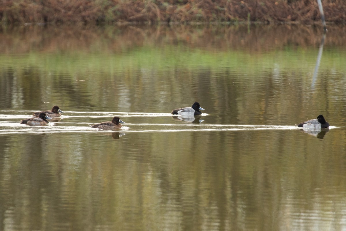 Ring-necked Duck - Liam Wolff