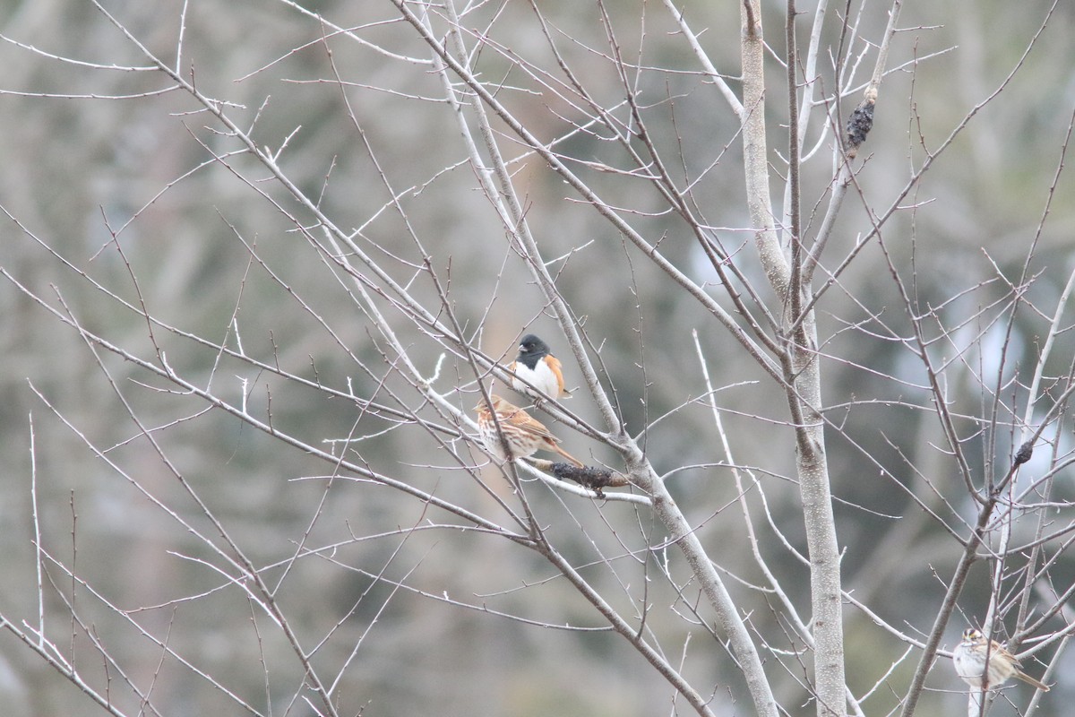 Fox Sparrow - ML613702571