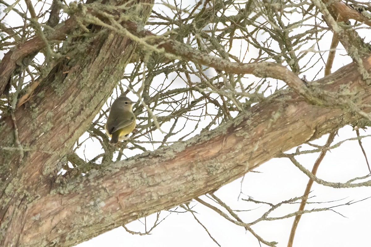 Orange-crowned Warbler - ML613702585