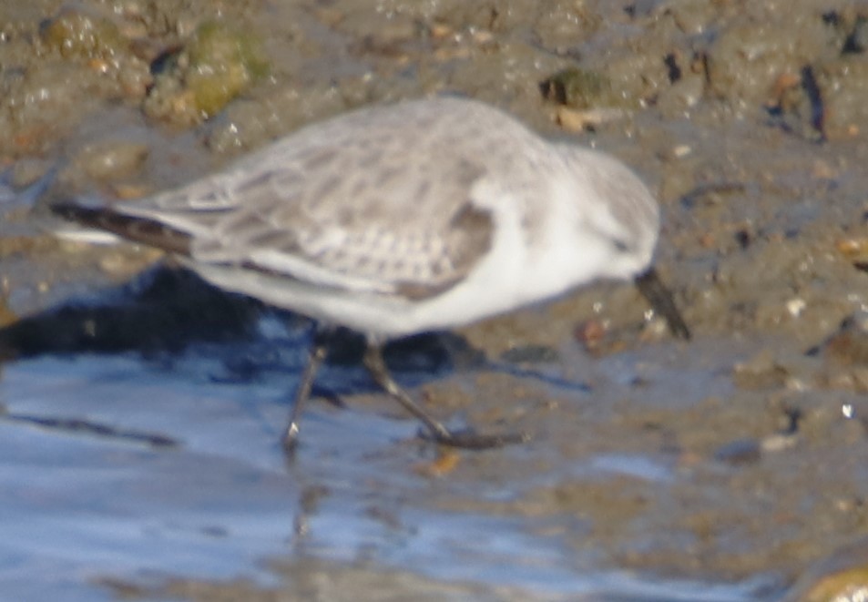 Bécasseau sanderling - ML613702595