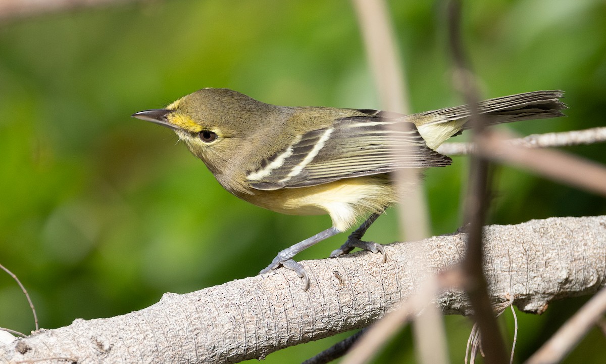 Thick-billed Vireo - ML613702610