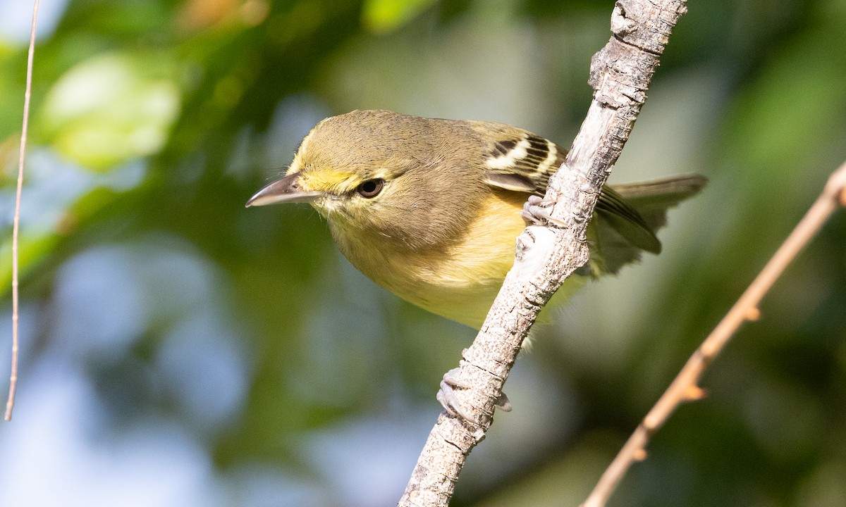 Thick-billed Vireo - ML613702611