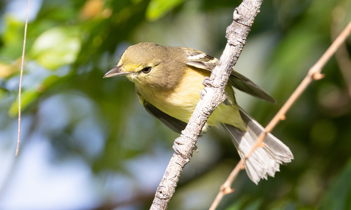 Thick-billed Vireo - ML613702612