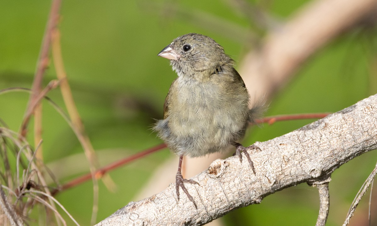 Black-faced Grassquit - ML613702622