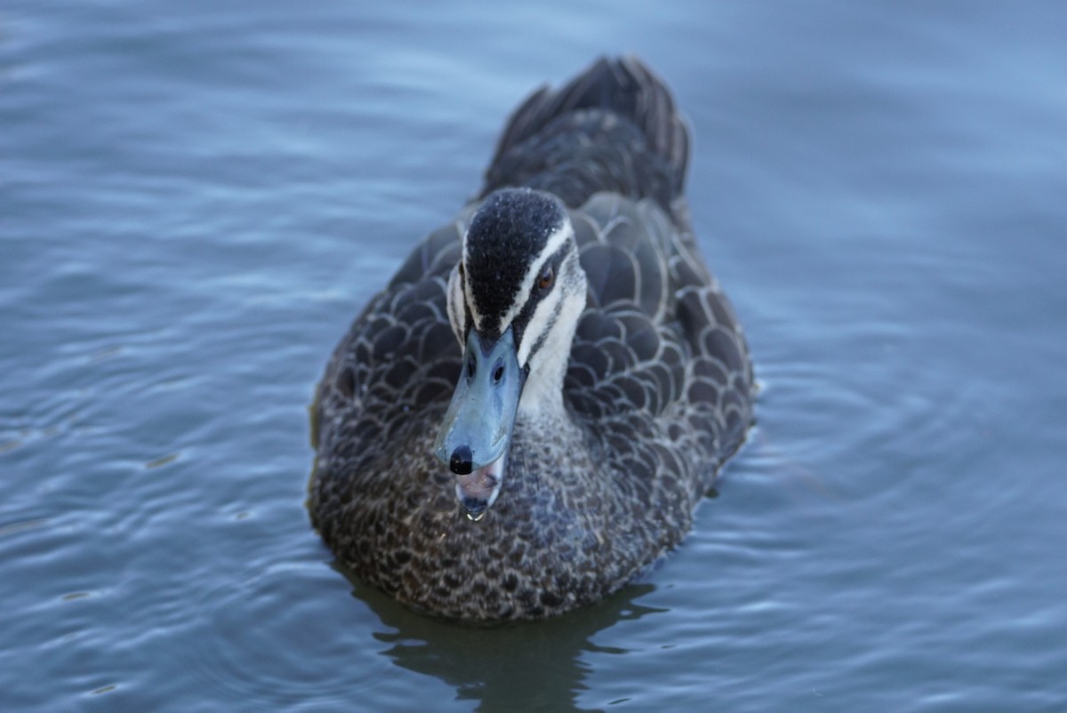 Pacific Black Duck - ML613702685