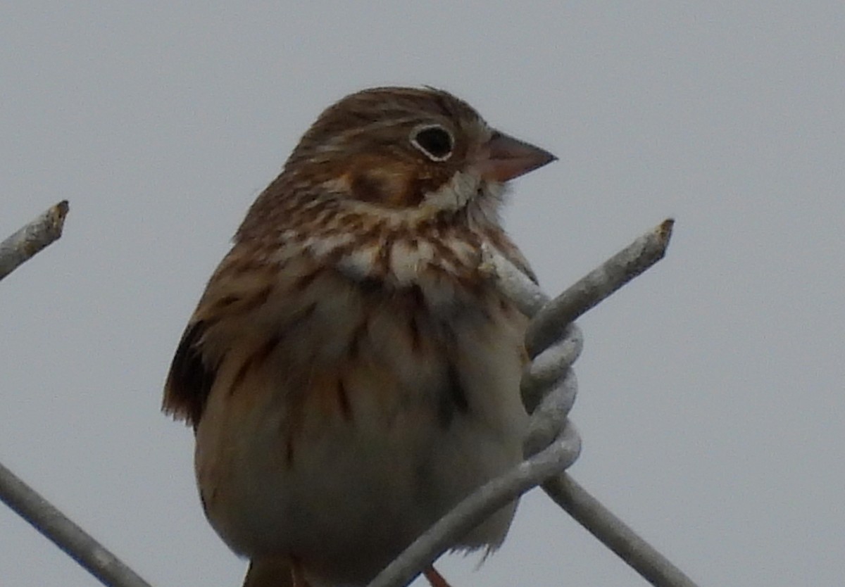 Vesper Sparrow - ML613702700