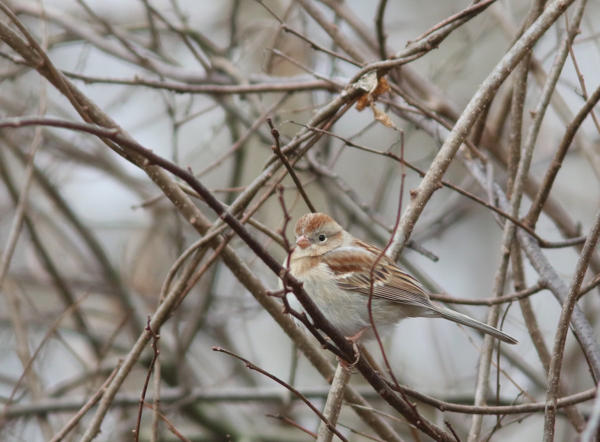 Field Sparrow - ML613702710