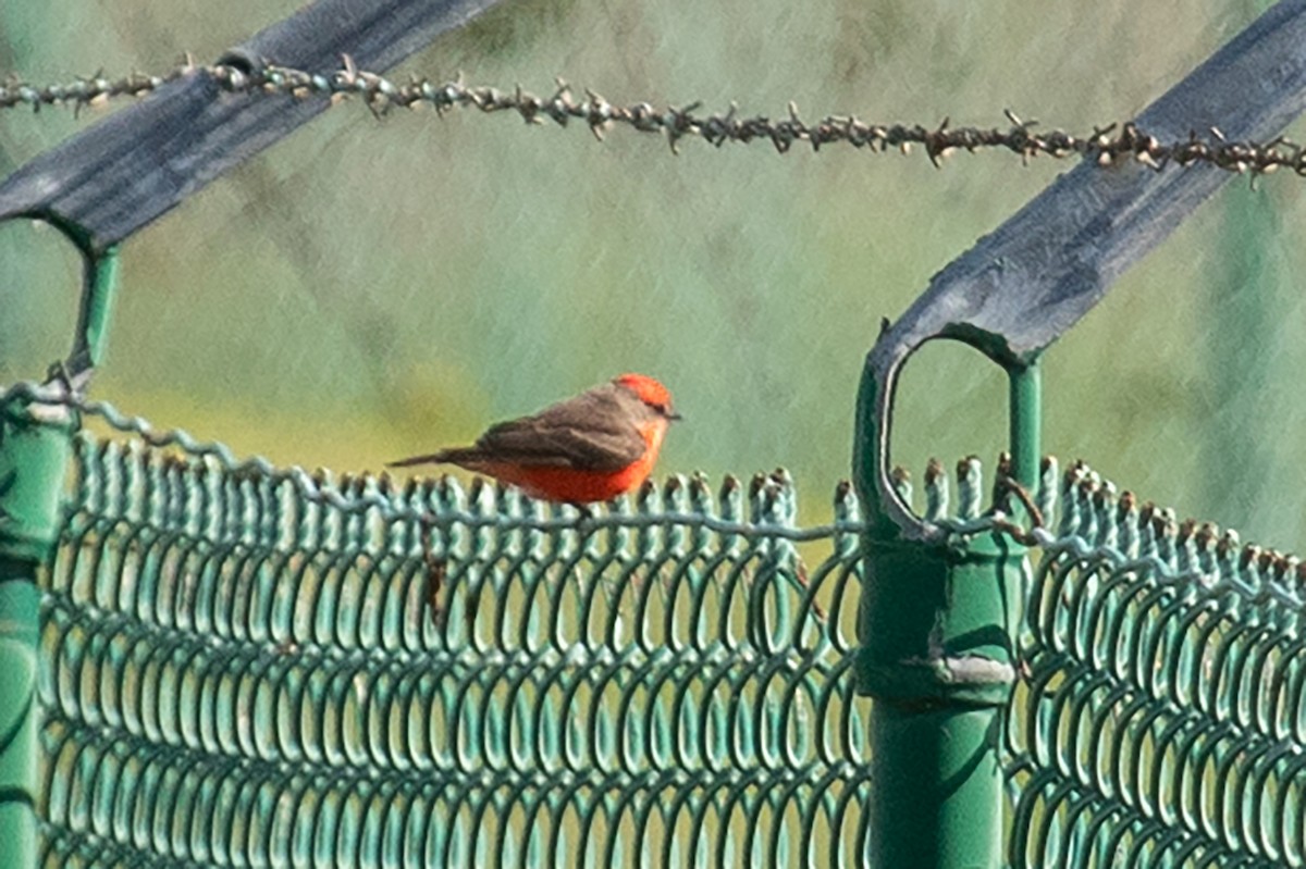 Vermilion Flycatcher - ML613702721