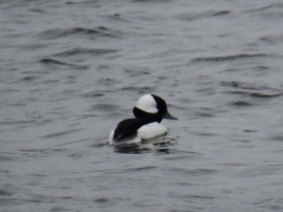 Bufflehead - ML613702915