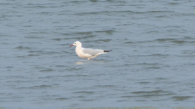 Brown-headed Gull - ML613702930