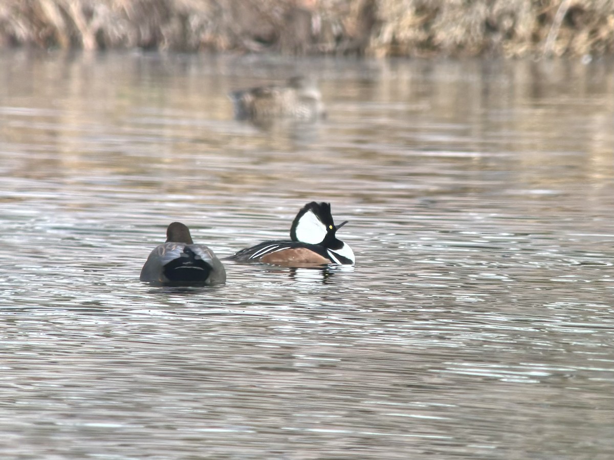 Hooded Merganser - ML613702931