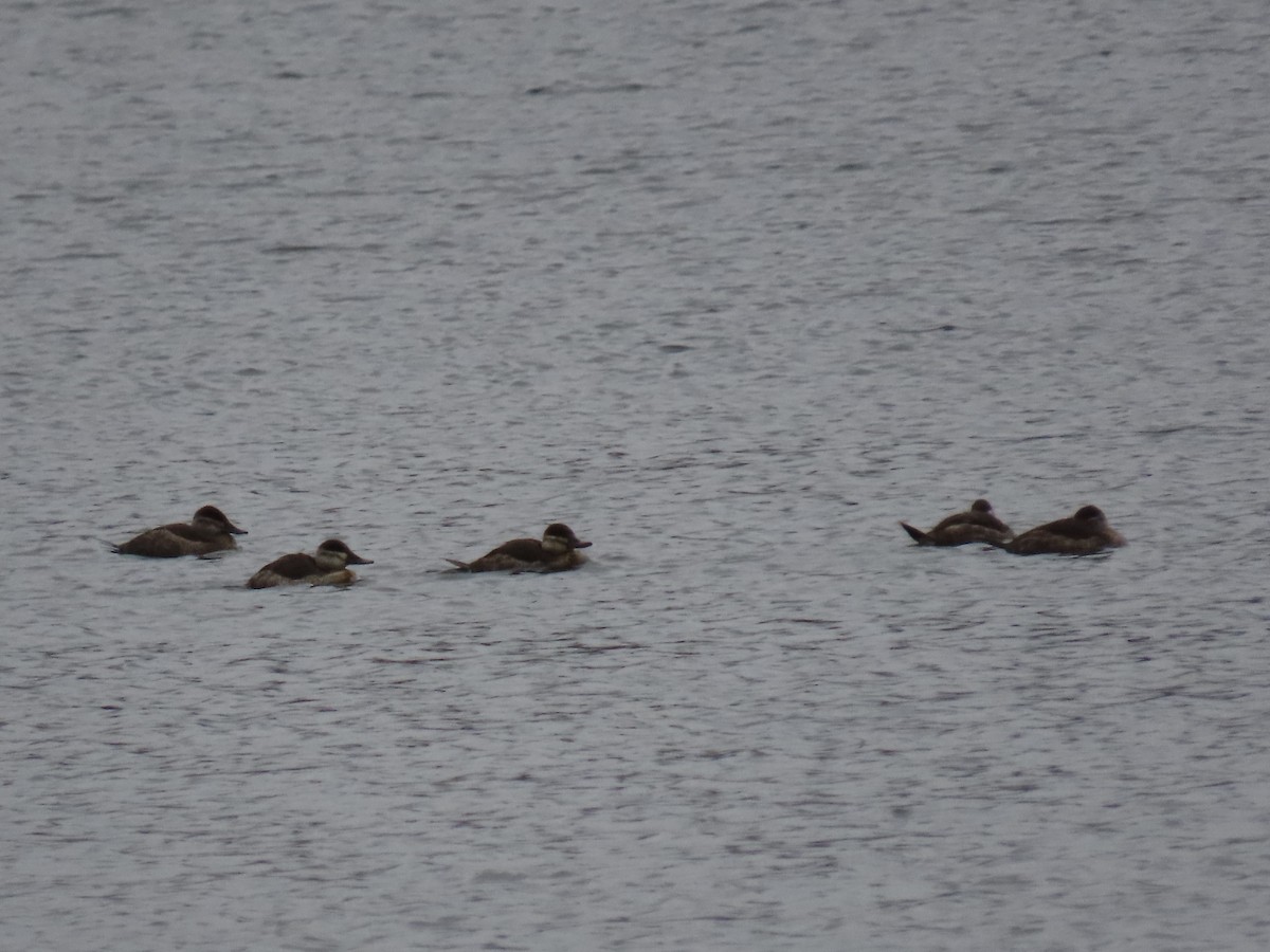 Ruddy Duck - ML613702943