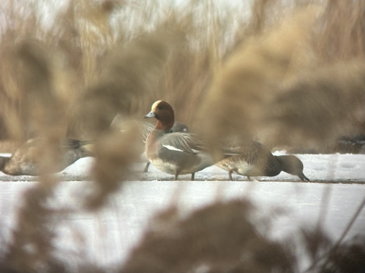 Eurasian Wigeon - Janae Radke