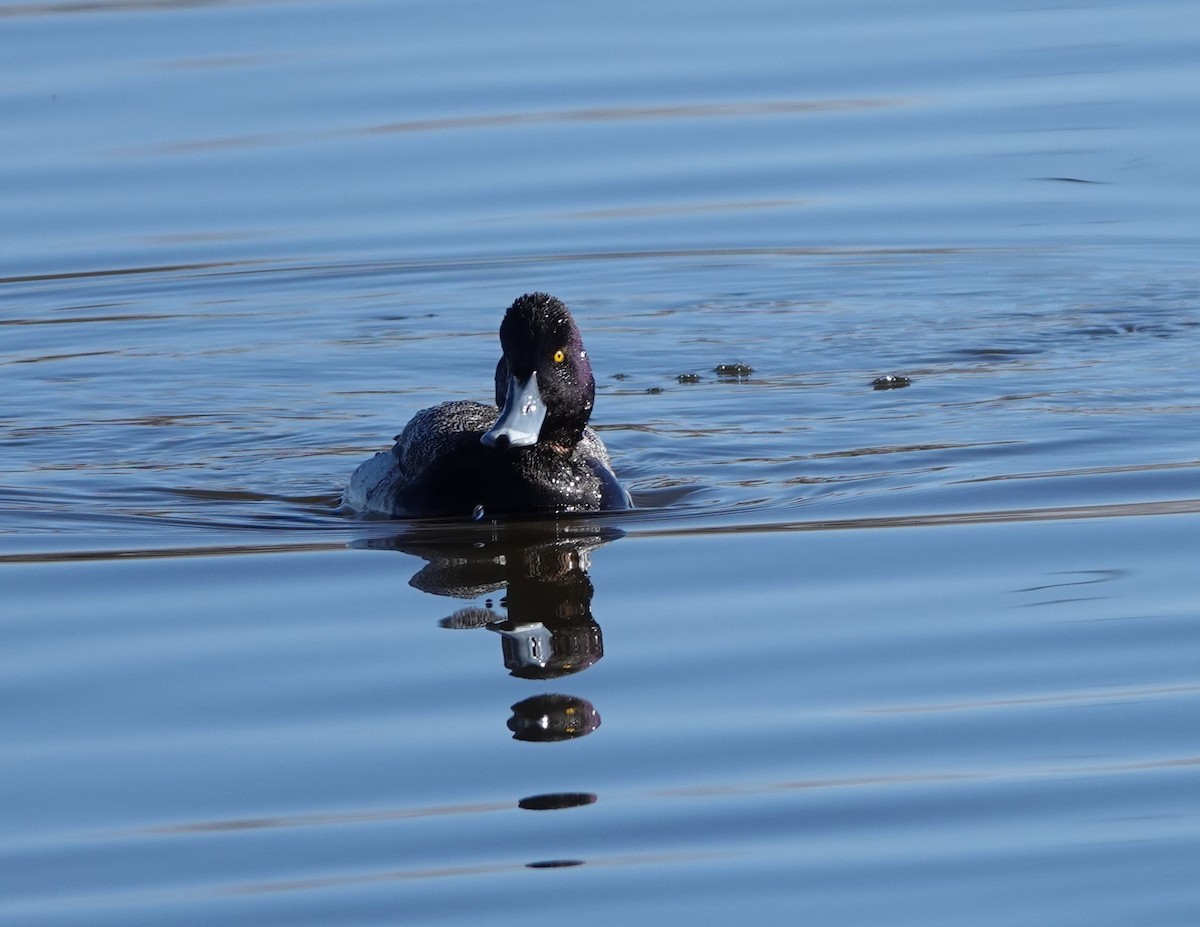 Lesser Scaup - ML613702952