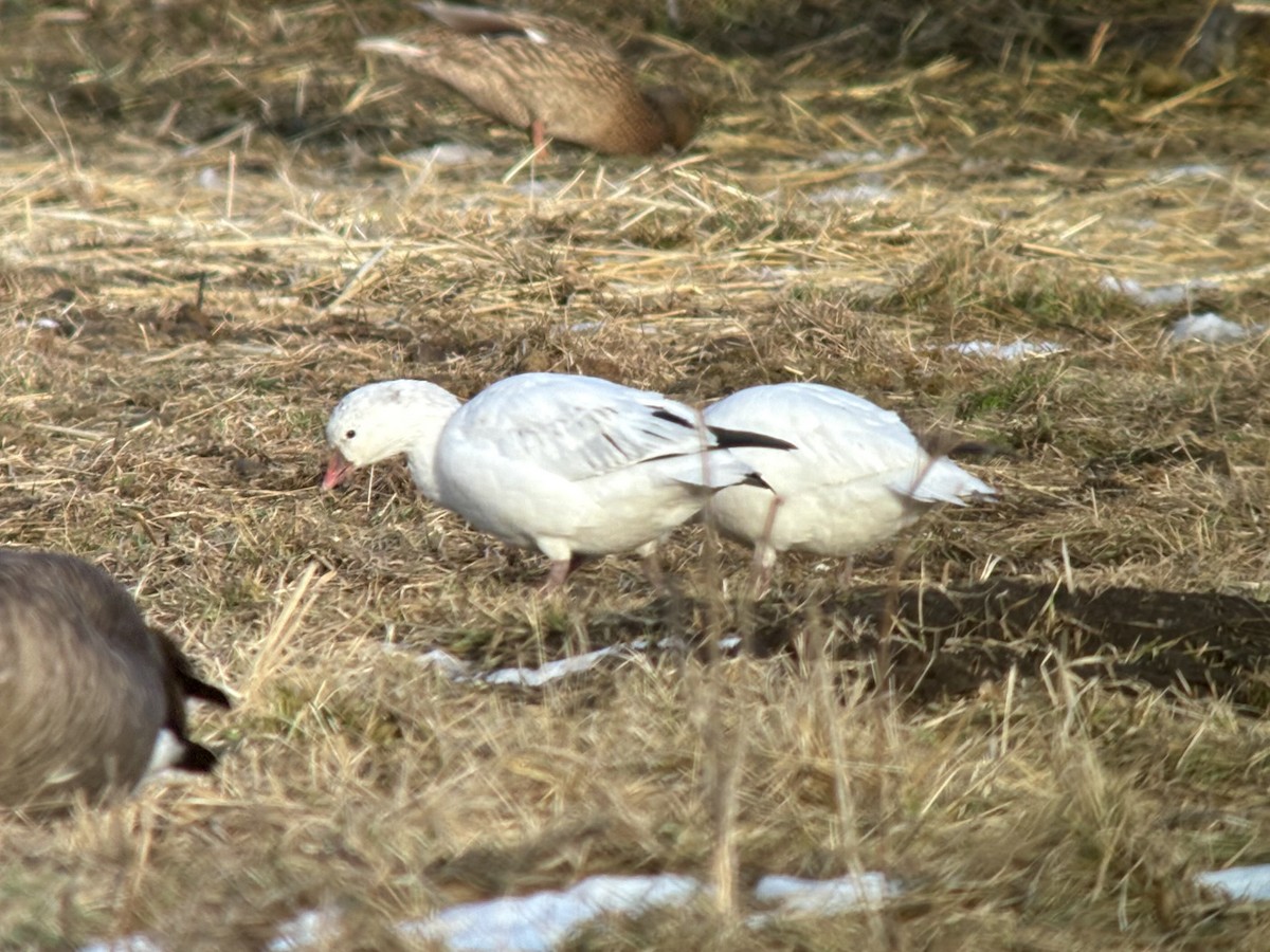 husa bělostná - ML613702992