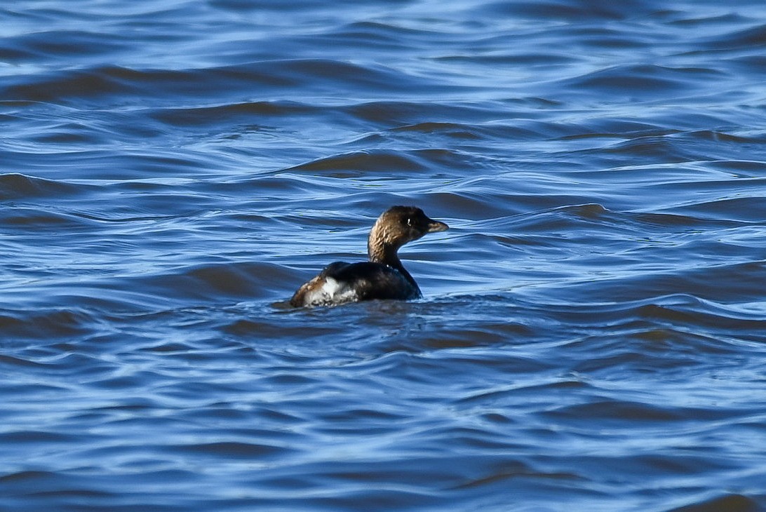 Pied-billed Grebe - ML613703030