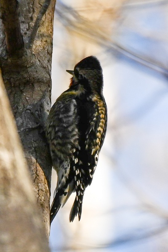 Yellow-bellied Sapsucker - ML613703039