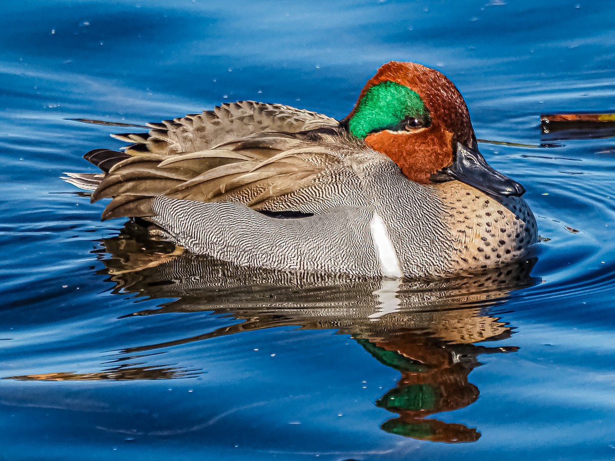 Green-winged Teal - ML613703060