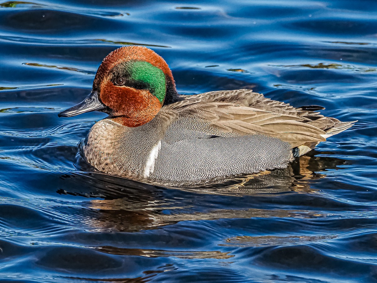 Green-winged Teal - ML613703061