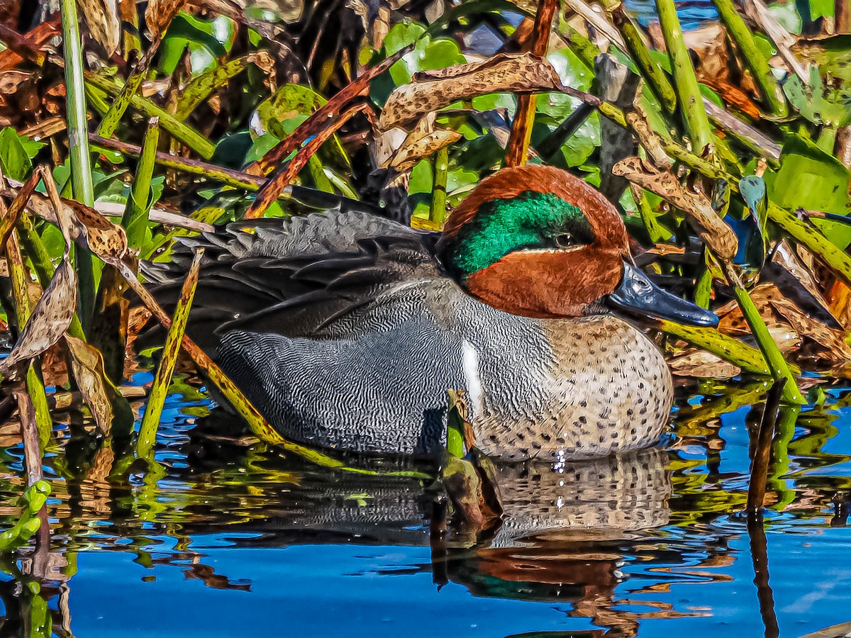 Green-winged Teal - ML613703063