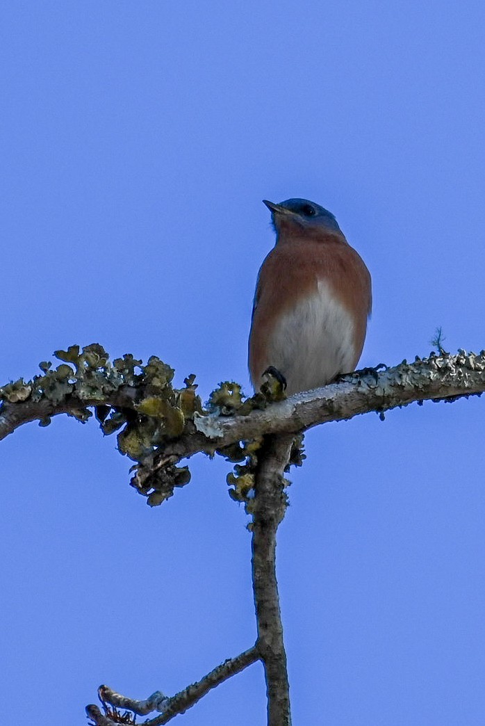 Eastern Bluebird - Patty Masten