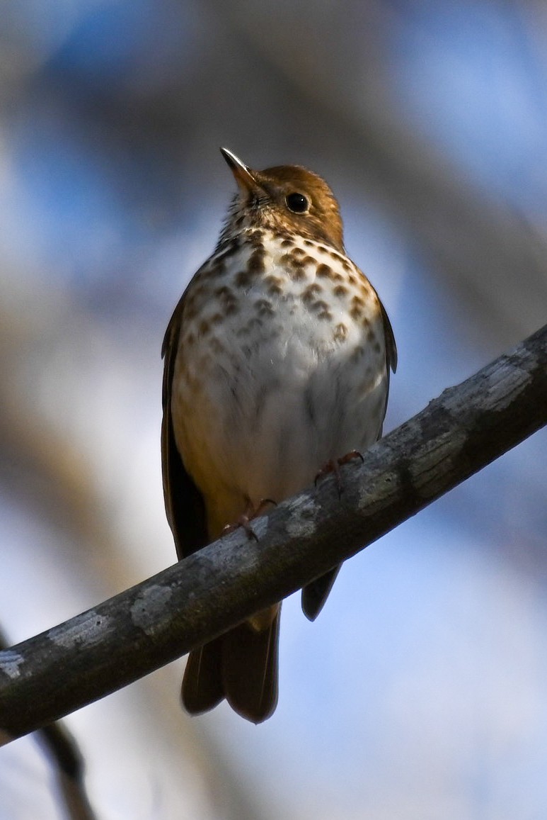 Hermit Thrush - ML613703075