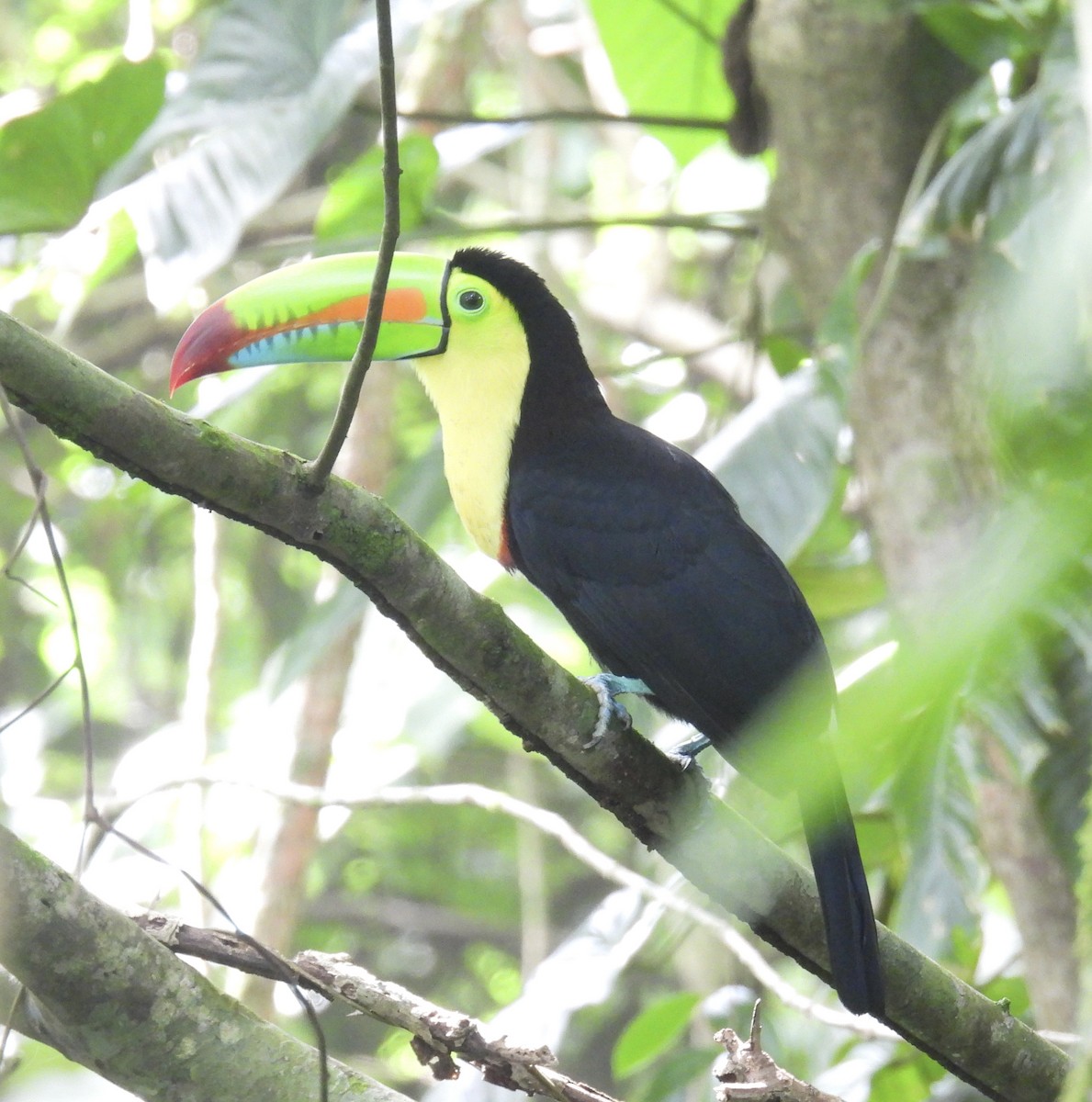 Keel-billed Toucan - ML613703117