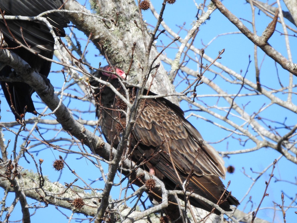 Turkey Vulture - ML613703335