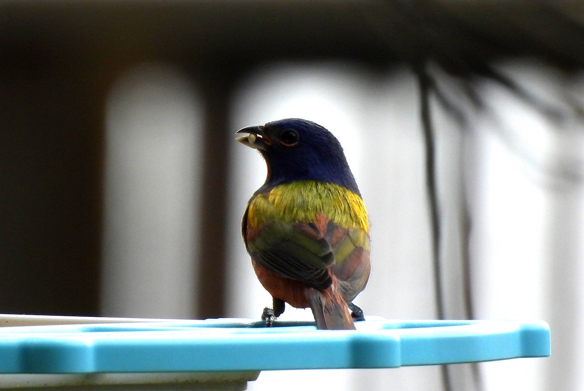 Painted Bunting - ML613703509