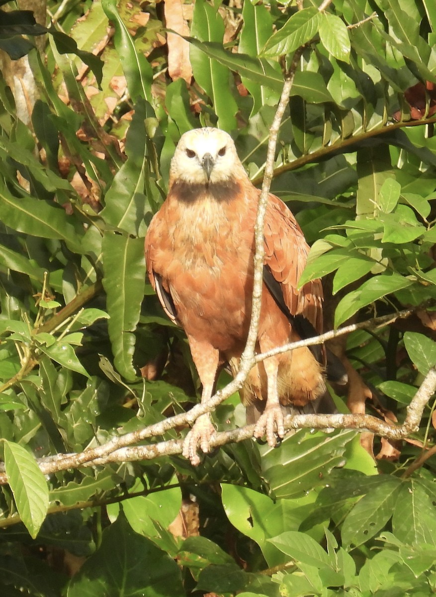 Black-collared Hawk - ML613703554