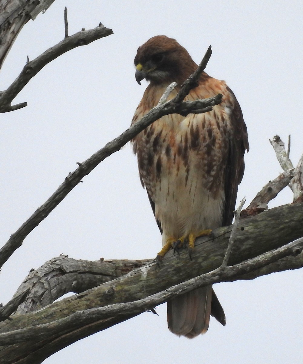 Red-tailed Hawk - ML613703629