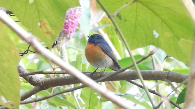 Slaty-backed Flycatcher - ML613703656