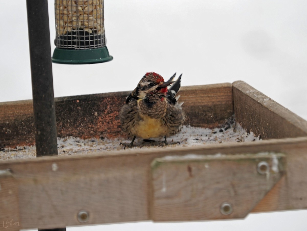 Yellow-bellied Sapsucker - ML613703683