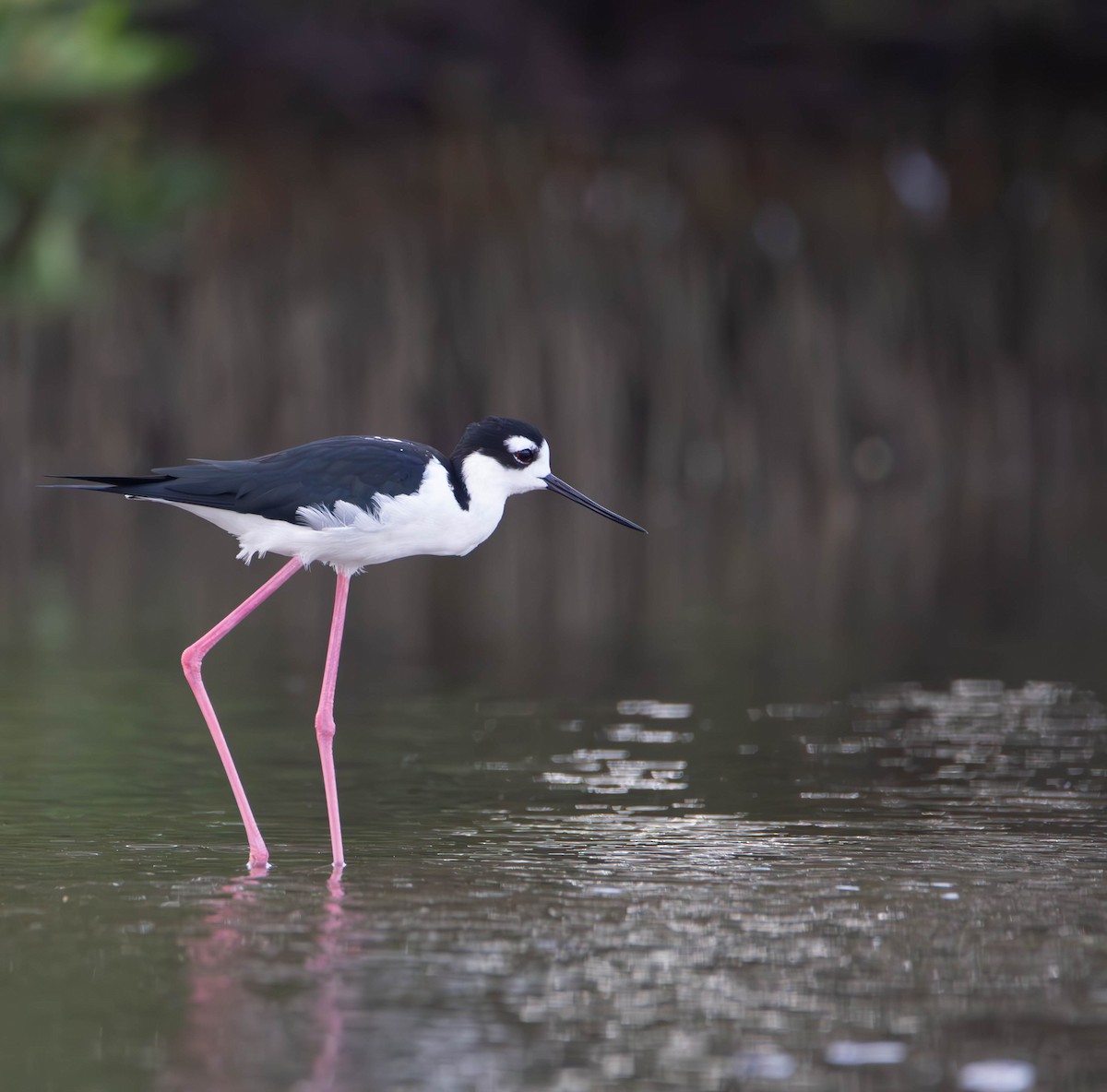 Black-necked Stilt - ML613703723