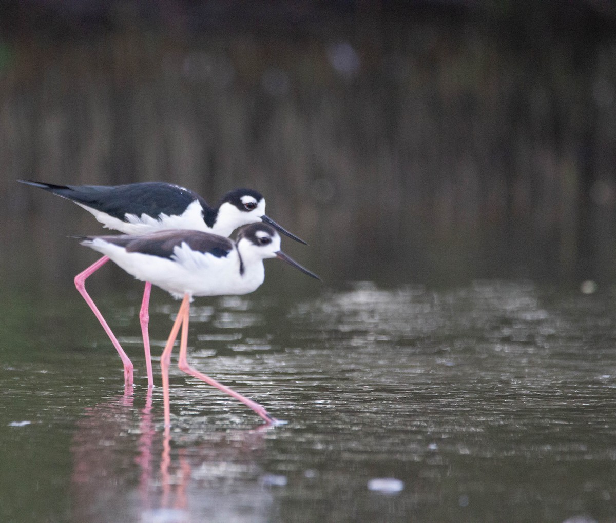 Black-necked Stilt - ML613703728