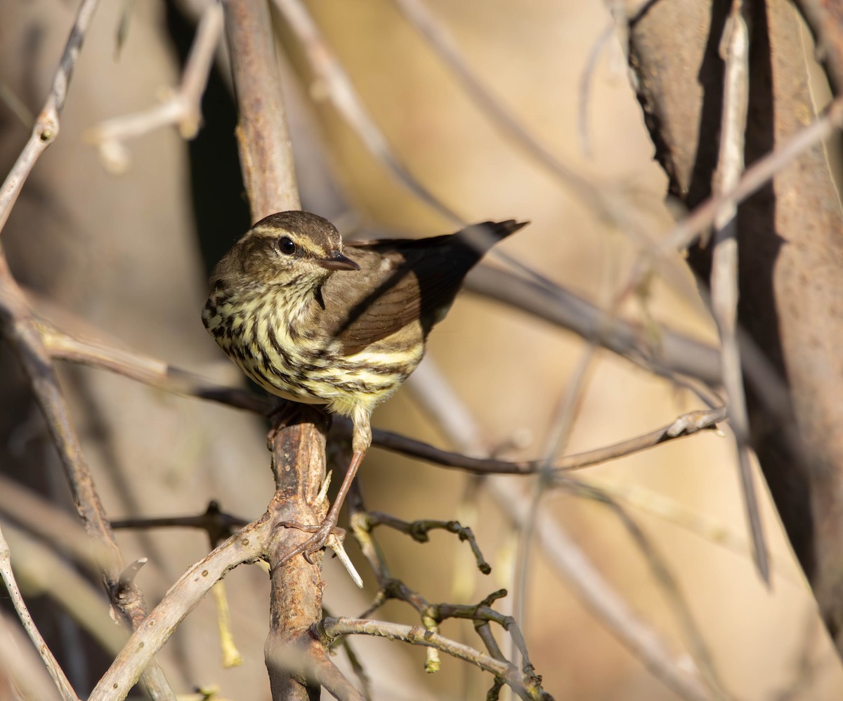 Northern Waterthrush - ML613703768