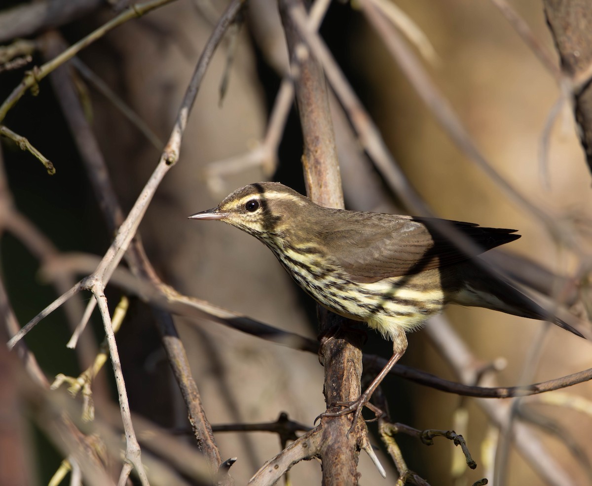 Northern Waterthrush - ML613703769