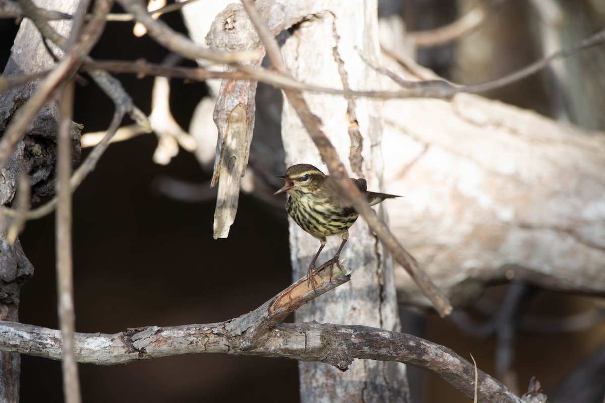 Northern Waterthrush - ML613703770