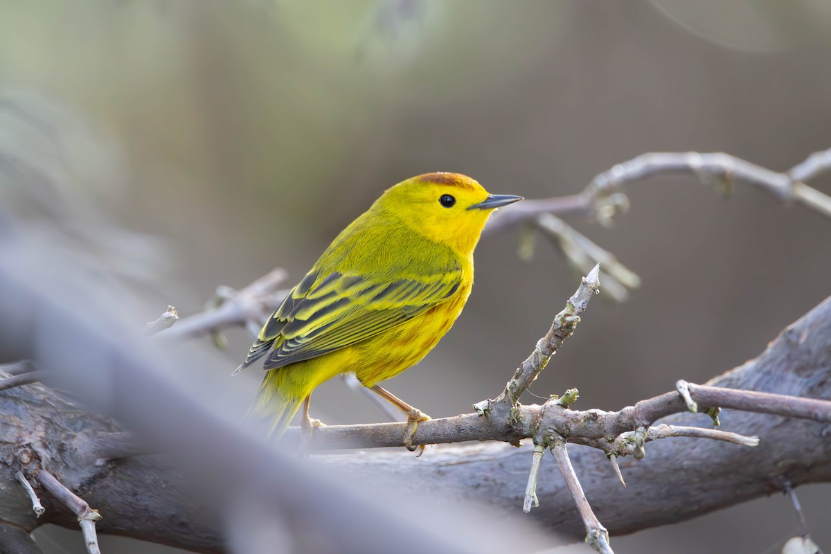 Yellow Warbler - luke thies