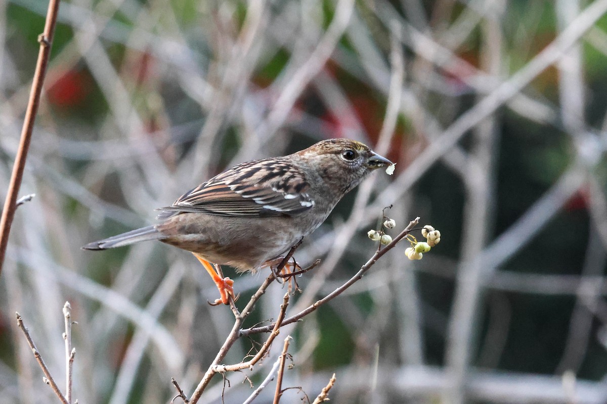 Golden-crowned Sparrow - Dan Hayes
