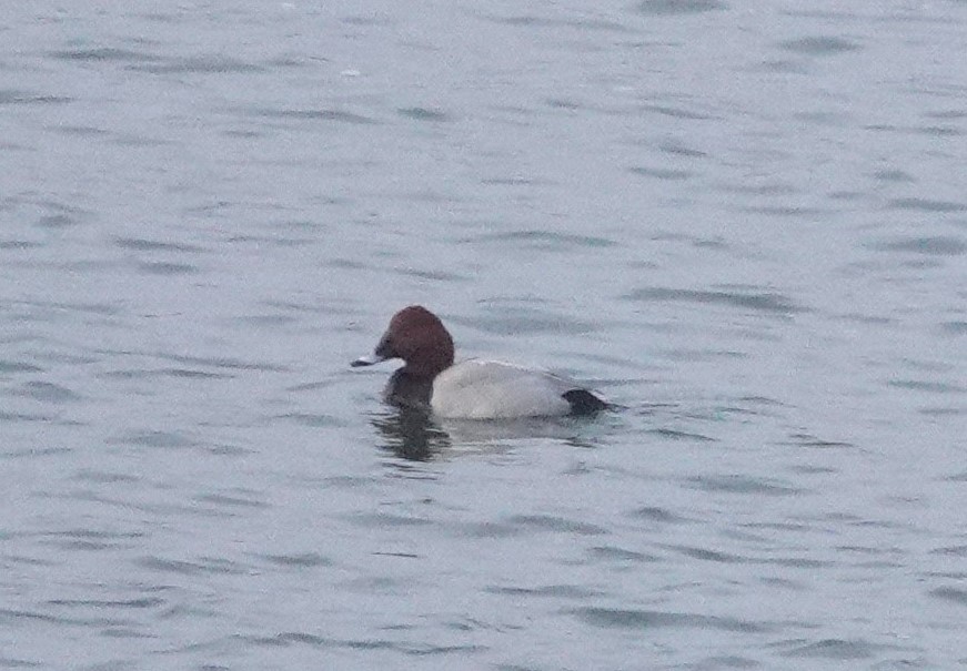 Common Pochard - ML613703859