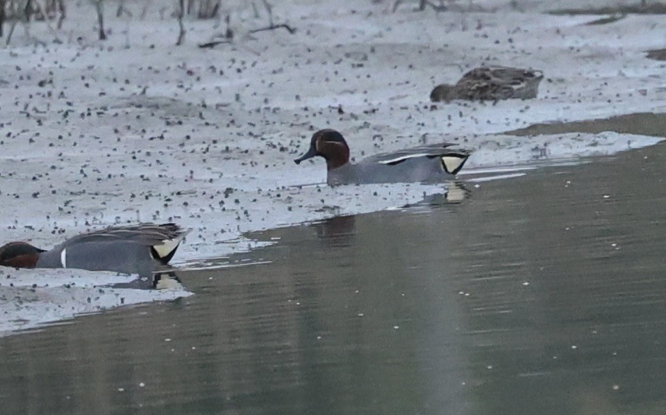 Green-winged Teal (Eurasian) - ML613703874