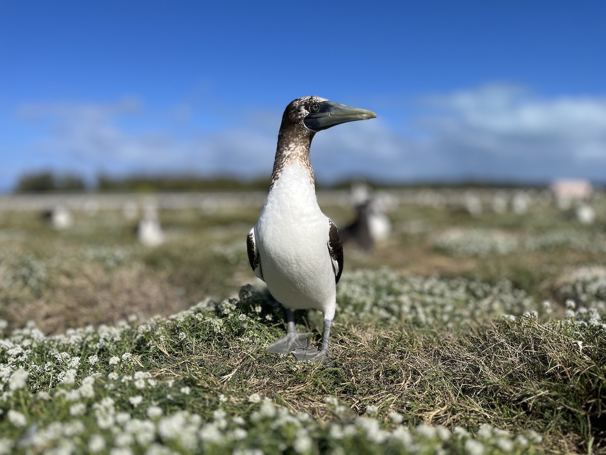 Masked Booby - ML613703930