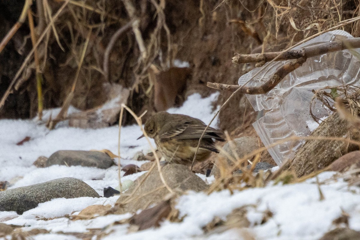 American Pipit - ML613703943