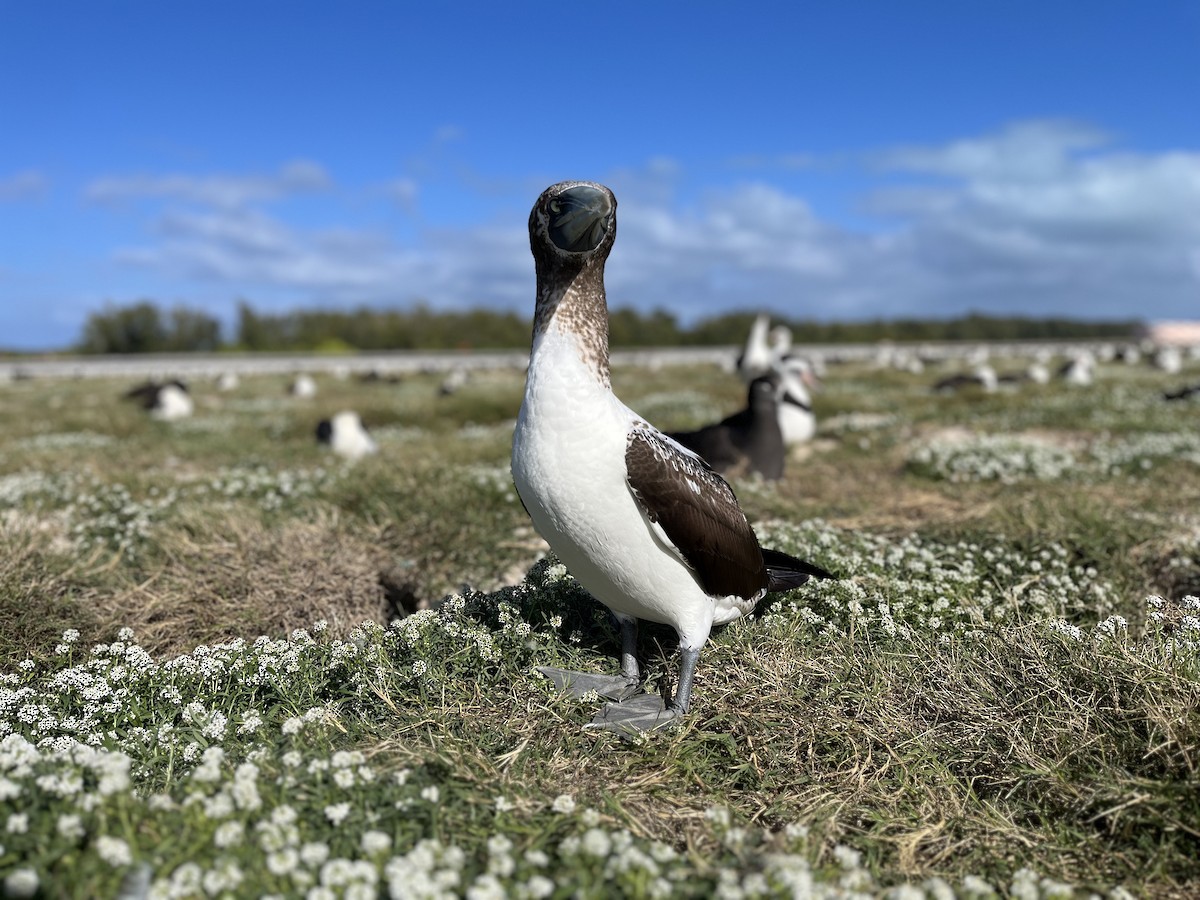 Masked Booby - ML613704001