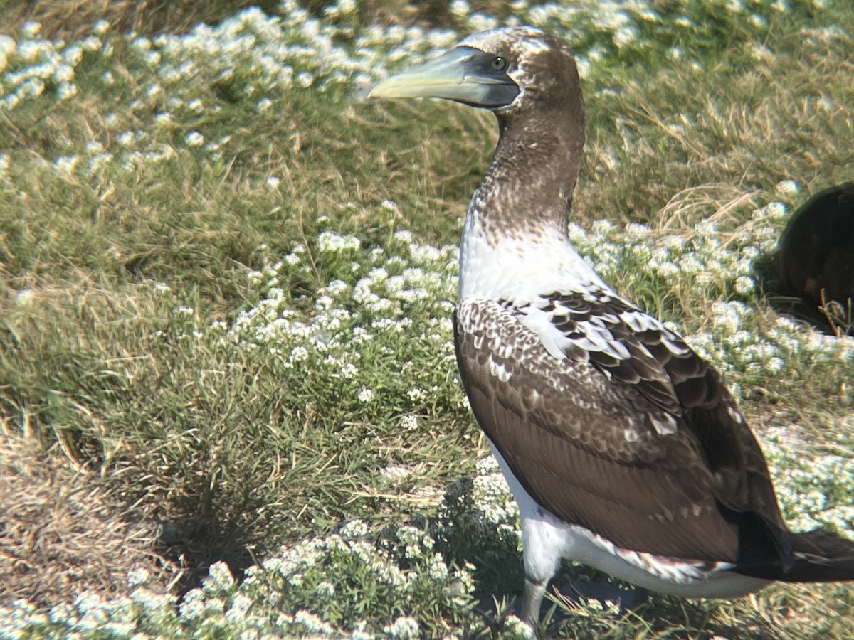 Masked Booby - Calvin Grigal