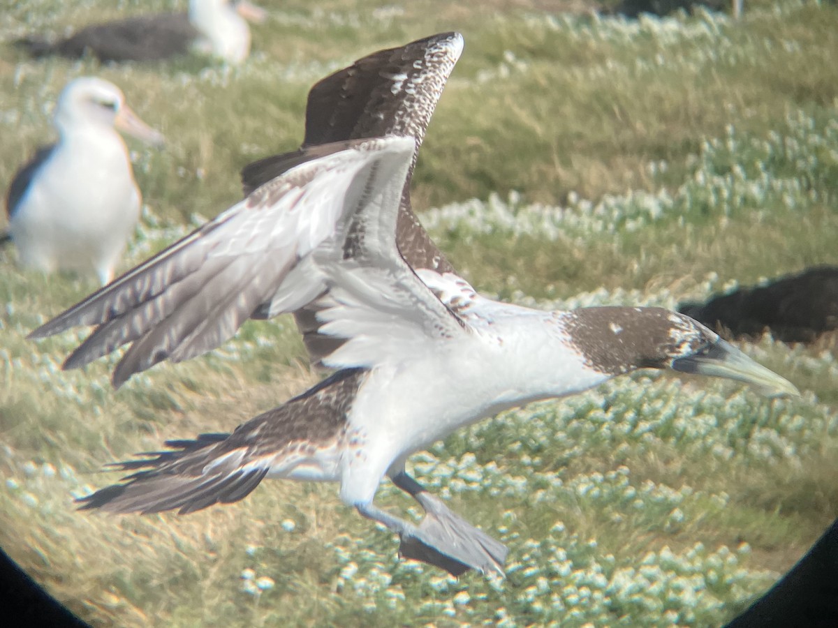 Masked Booby - Calvin Grigal