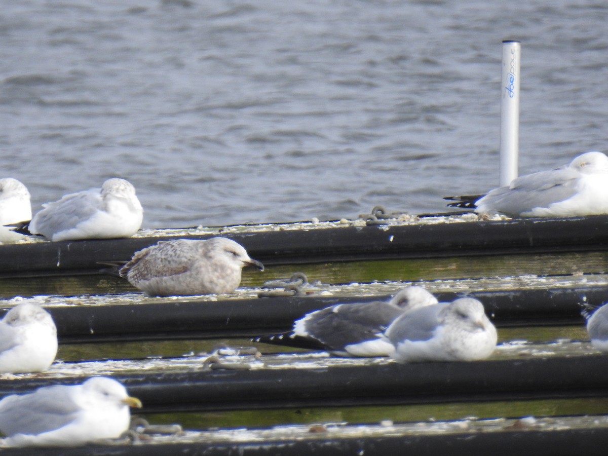 Lesser Black-backed Gull - ML613704115