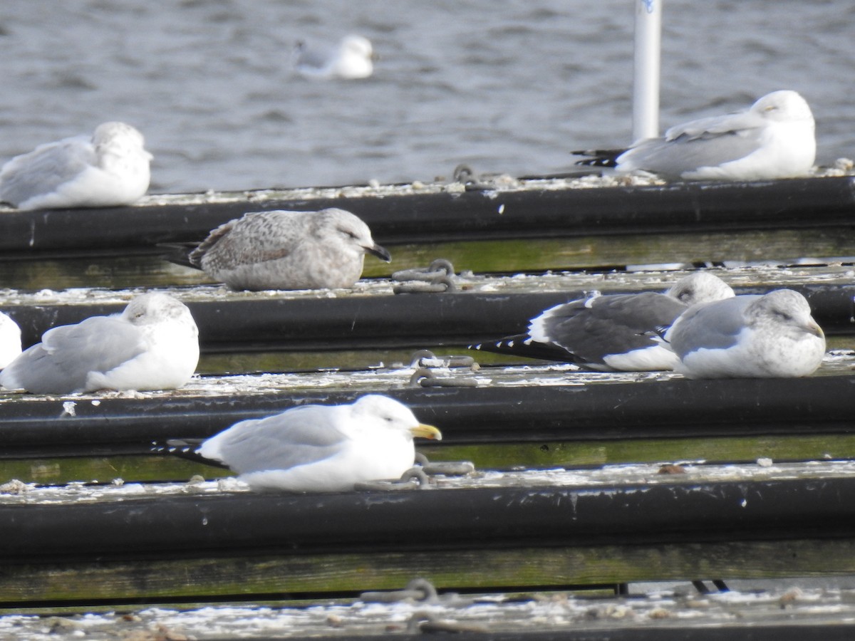 Lesser Black-backed Gull - ML613704116